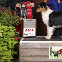 Australian Shepherd All Grown Up from Blossom Hill Aussies