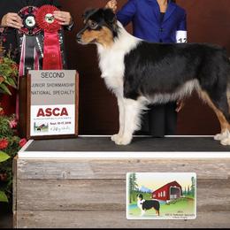 Australian Shepherd All Grown Up from Blossom Hill Aussies