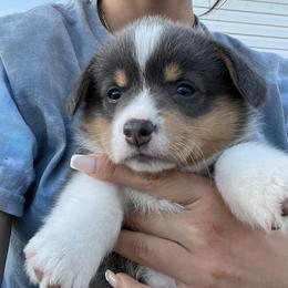 Pembroke Welsh Corgi Puppies from South Shore Corgis