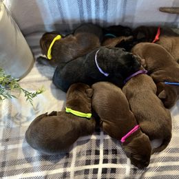 Labrador Retriever Puppies from Bagby Family Labradors