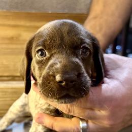 Dark Pink - Liver roan female German Shorthaired Pointer puppy in Laurel, Montana from Upland Points Gun Dogs