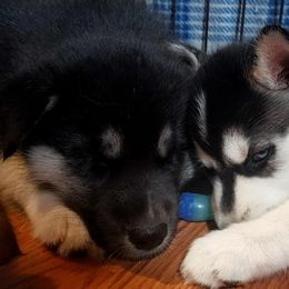 Siberian Husky Puppies from Diamond's Huskies in the Ruff