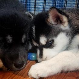Siberian Husky Puppies from Diamond's Huskies in the Ruff