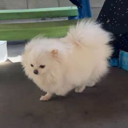Winter Shine - Pomeranian