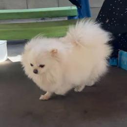 Winter Shine - Pomeranian