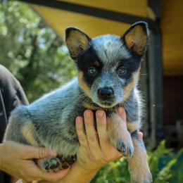 -Girl 4 - Blue mottled female Australian Cattle Dog puppy in Kaufman, Texas from Emberwick Ranch
