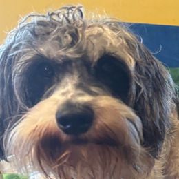 Willow - Miniature Schnauzer