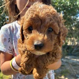 Sleepy - Red male Cockapoo puppy in Adrian, Oregon from ApplebyFarm