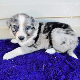 Opal - Blue merle female Australian Shepherd puppy in Charlotte, North Carolina from Awesome Aussies