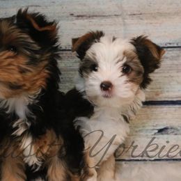 Yorkshire Terrier Puppies from Exquisite Yorkies