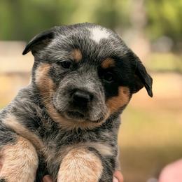 Super Sweet Pea - Blue speckled female Australian Cattle Dog puppy in Scurry, Texas from RedHorizon AKC Australian Cattle Dogs (Heelers)