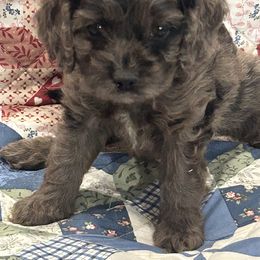 Johnny - Merle male Cockapoo puppy in Winnsboro, Texas from Happy Hollow Ranch