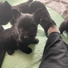 Red collar - Black female Scottish Terrier puppy in Brule, Nebraska from Scottyland Yard