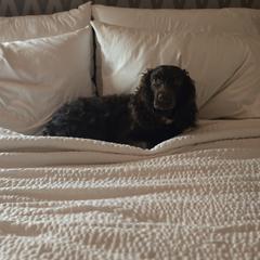 Boykin Spaniel and English Springer Spaniel All Grown Up from 31 Pines Springers & Retrievers