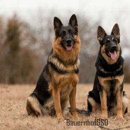 Carnage  - German Shepherd