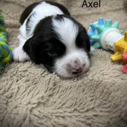 Axel - Black and white male English Springer Spaniel puppy in Clear Lake, South Dakota from Coteau Springers