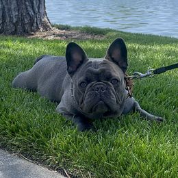 Suki - French Bulldog
