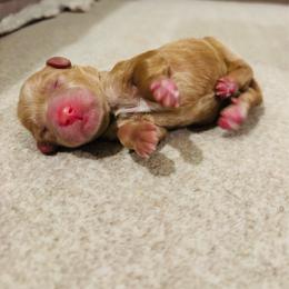 Sunny - Red  male Goldendoodle puppy in Birmingham, Alabama from Ivy’s Doodles