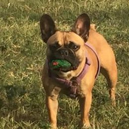 French Bulldogs from Diamond Dreams Kennel