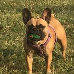 French Bulldogs from Diamond Dreams Kennel