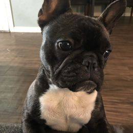 Doberman Pinschers and French Bulldogs from Upper Echelon Kennel