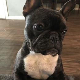 Doberman Pinschers and French Bulldogs from Upper Echelon Kennel