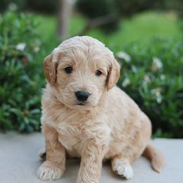 Yoda - Apricot male Goldendoodle puppy in Highland, Utah from Alpine Angel Puppies