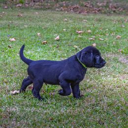 Labrador Retrievers from Prent's Labradors