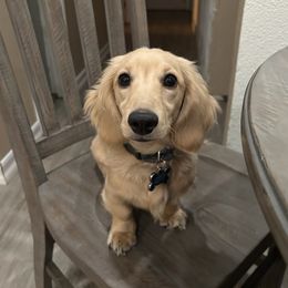 Augie - Dachshund