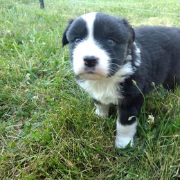 Australian Shepherd Puppies from Shadow's Aussie Crossing