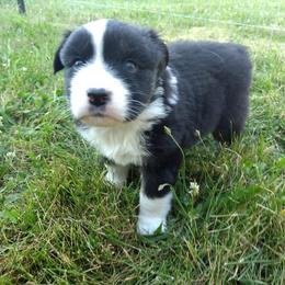 Australian Shepherd Puppies from Shadow's Aussie Crossing