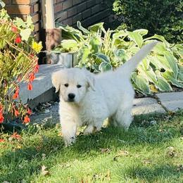 Golden Retriever Puppies from Celtic Pride Goldens