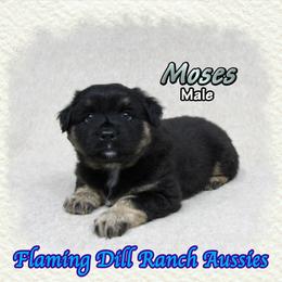 Moses - Black tri male Miniature Australian Shepherd puppy in Forestburg, Texas from Flaming Dill Ranch Aussies