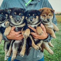Shiba Inu Puppies from Rustic Country Shibas