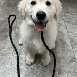 Golden Retriever Puppies from Dale Hollow Goldens