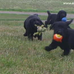 Labrador Retriever Puppies from Endless Mt. Labradors