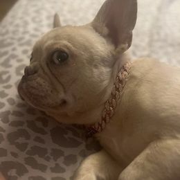 Chanel - French Bulldog