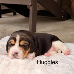 Huggles - Black tan and white male Beagle puppy in Mansfield, Missouri from Rippee Creek Kennel