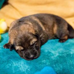 German Shepherd Puppies from Reign Land
