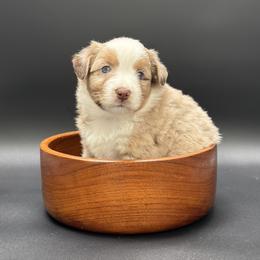 Parker - Red merle male Miniature Australian Shepherd puppy in Covington, Pennsylvania from Rigas Mini Aussies LLC
