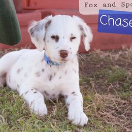 Chase - White and liver brown Dalmatian puppy in Lavon, Texas from Fox and Spots