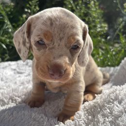 Girl 1 - Dapple female Dachshund puppy in Boston, Massachusetts from Caribbean Puppies