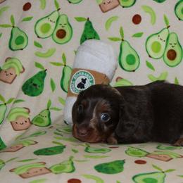 Kai - Dapple male Dachshund puppy in Staley, North Carolina from Langley Farms Dachshunds
