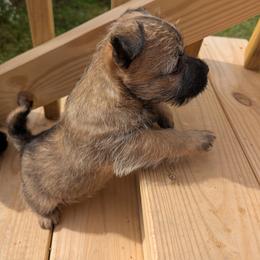 Cairn Terrier Puppies from HC4 Homestead Cairn Terriers