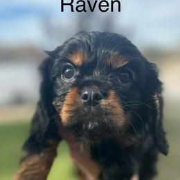 Raven - Black and tan male Cavalier King Charles Spaniel puppy in Broken Arrow, Oklahoma from Cavalier King Charles Heartland