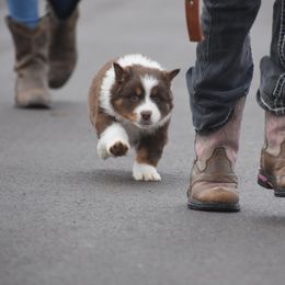 Australian Shepherd Puppies from 10-BAR-Y RANCH