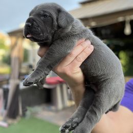 Cane Corso and French Bulldog Puppies from LV3M Cane Corso