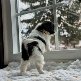 Girl 4 yellow - Black and white female Japanese Chin puppy in Vernon, Connecticut from Chin Babies