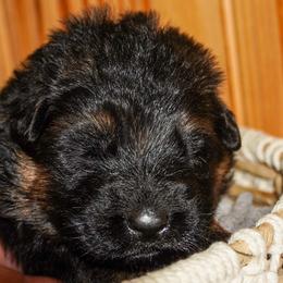 Teal Collar - Black and red female German Shepherd puppy in Howell, Michigan from Sheyenne’s Shepherds