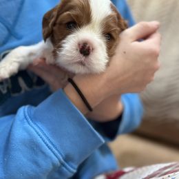 Boy 1 - Blenheim male Cavalier King Charles Spaniel puppy in Washington, North Carolina from Farmhouse Cavaliers NC